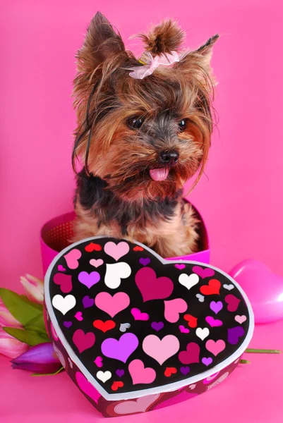 Lovely yorkshire dog in heart shape box — Stock Photo, Image
