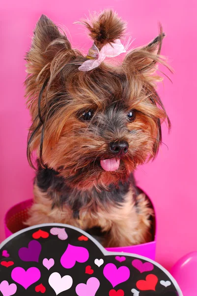 Lovely yorkshire dog in heart shape box — Stock Photo, Image