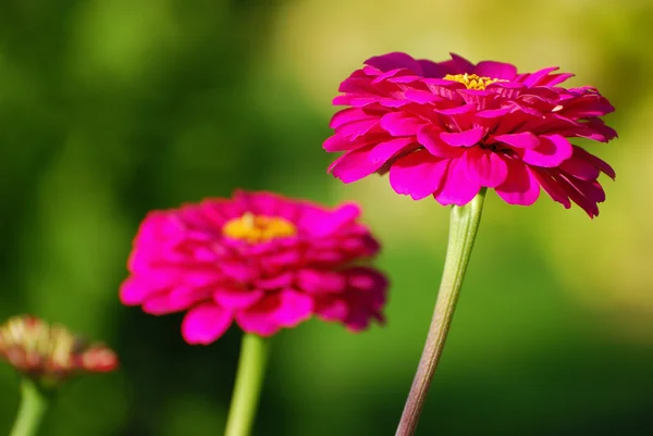 Bellissimi fiori zinnia nel giardino autunnale — Foto Stock