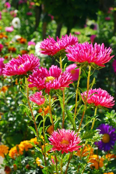 Hermosas flores de astro en el jardín de otoño —  Fotos de Stock