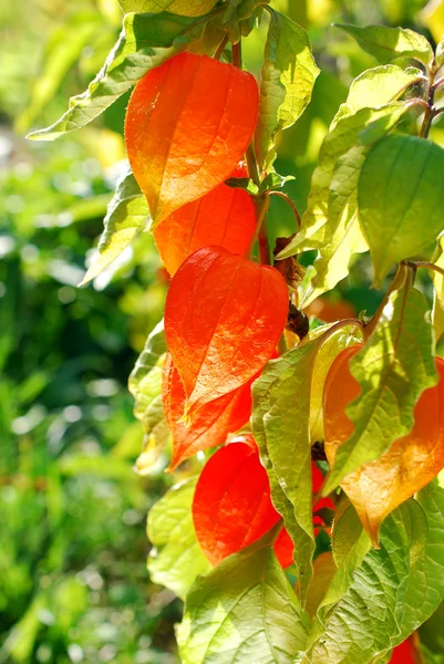 Hermosa flor de physalis en el jardín — Foto de Stock