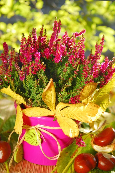 Pot of pink heather in autumn garden — Stock Photo, Image