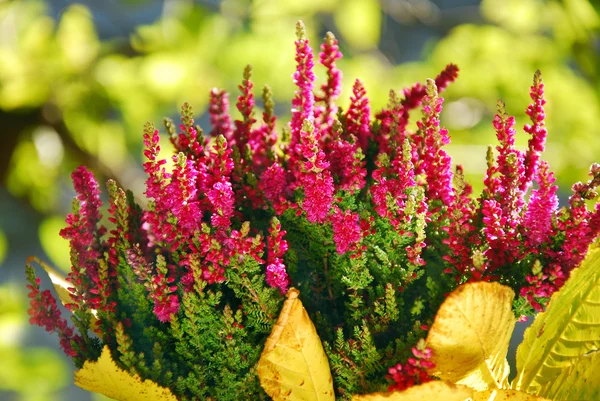 Roze heather in de herfst tuin — Stockfoto