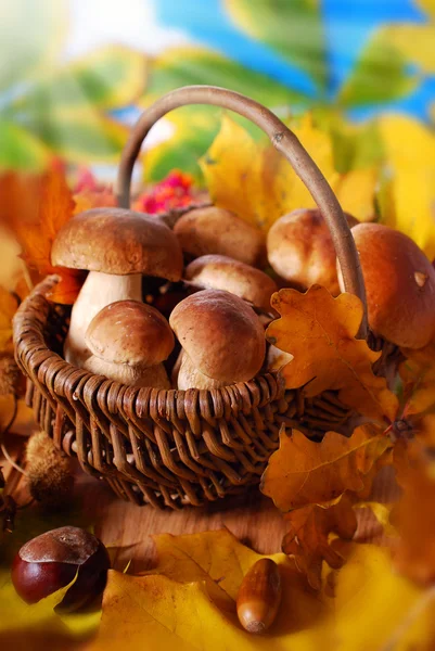 Hongos frescos de cep (porcini) en la canasta — Foto de Stock