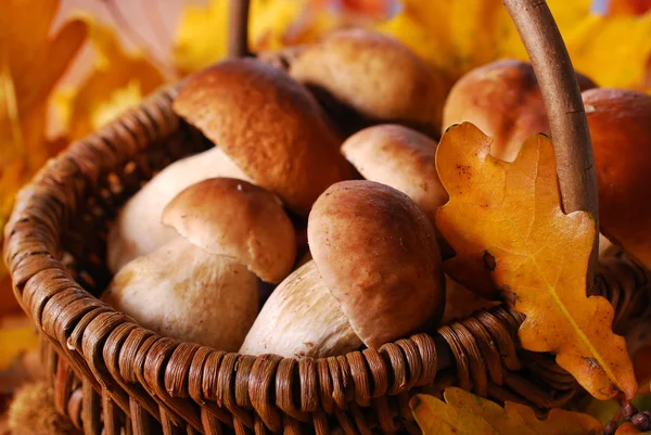 Свежий cep (porcini) mushrooms in the basket — стоковое фото