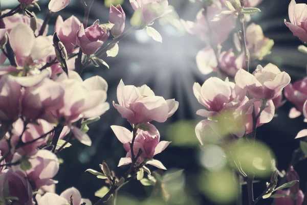 Manolya ağacının çiçekleri ile — Stok fotoğraf