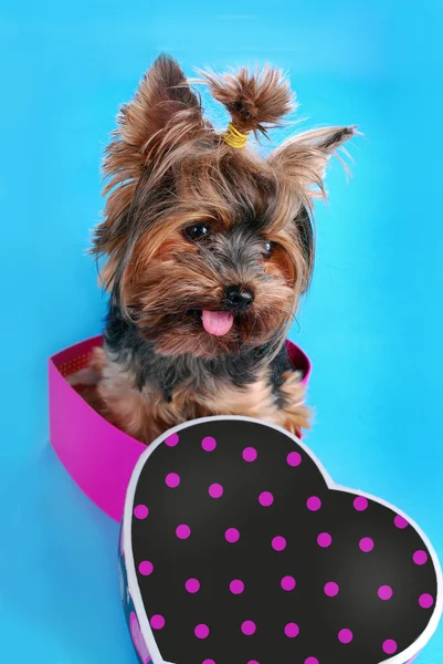 Sweet yorkshire dog sitting in heart shaped box — Stock Photo, Image