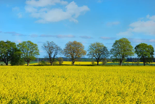 Весенний пейзаж с полем рапса и деревьями — стоковое фото