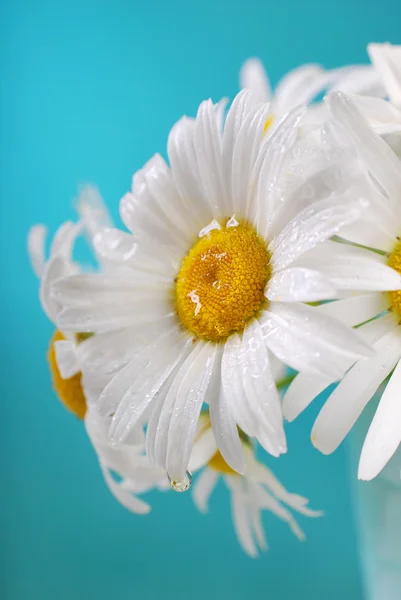 Imagem de close-up de camomila com gotas de água — Fotografia de Stock