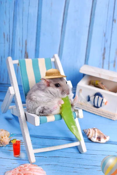Hamster engraçado relaxante em férias de verão — Fotografia de Stock