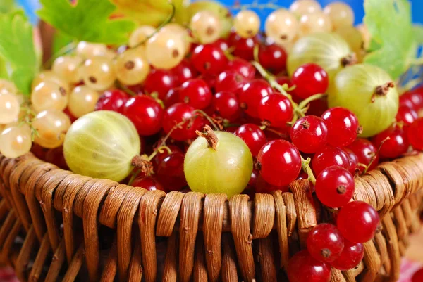 Basket of fresh red,white currant and gooseberry — Stock Photo, Image