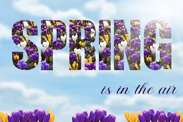 Spring Background Letters Created Picture Colorful Crocuses Blue Sky — Stock Photo, Image