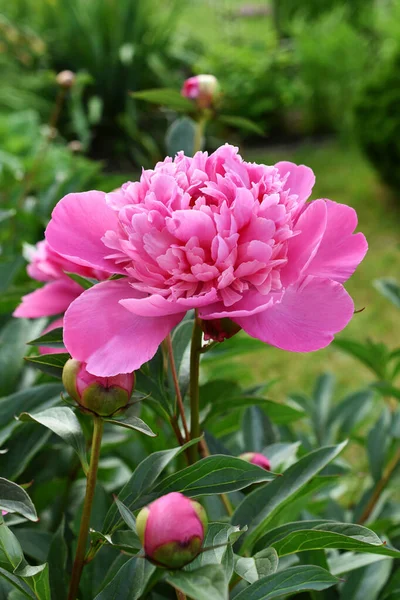 美丽的粉色牡丹在花园里盛开 — 图库照片