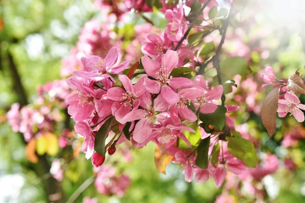 Blühender Zweig Des Himmlischen Rosa Apfelbaums — Stockfoto