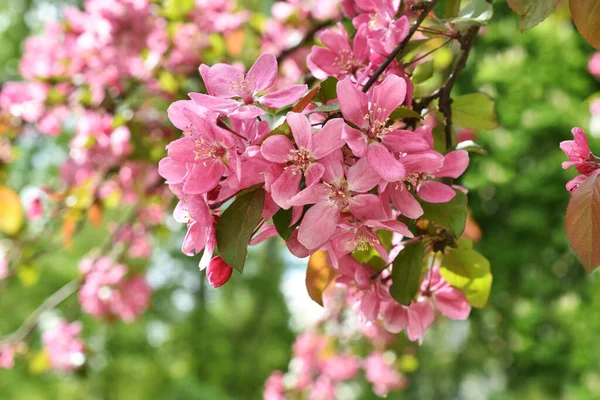 Blühender Zweig Des Himmlischen Rosa Apfelbaums — Stockfoto