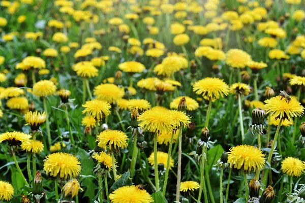 Spring Field Yellow Dandelions Full Bloom — Zdjęcie stockowe