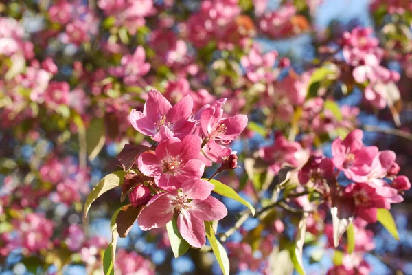 春花盛开的天上粉红苹果树美丽的枝条 — 图库照片