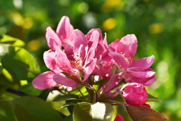 Primer Plano Rama Floreciente Del Manzano Rosa Celestial —  Fotos de Stock