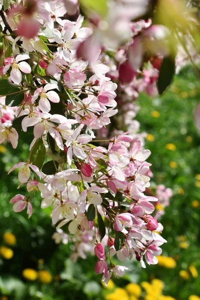 Belle Branche Fleurie Pommier Pleine Floraison Dans Jardin Printemps — Photo