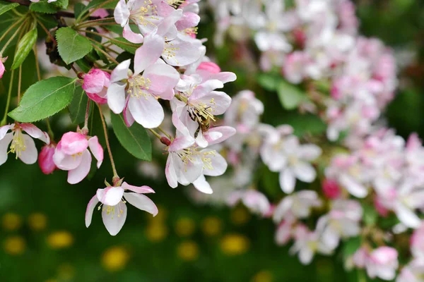 Bonito Ramo Floração Macieira Plena Floração Jardim Primavera — Fotografia de Stock