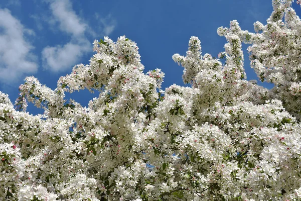 만발하고 하늘에 사과나무의 아름다운 꽃가지 — 스톡 사진