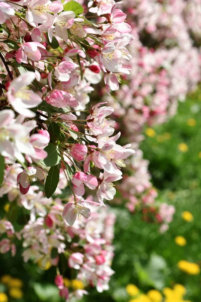 정원에 사과나무의 아름다운 꽃가지 — 스톡 사진
