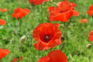 Yazın vahşi çayırlarda kırmızı gelincik çiçekleri ve tomurcukları
