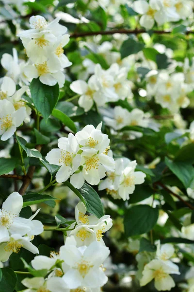 Jasmine Bush Full Blooming June Garden — Stock Photo, Image