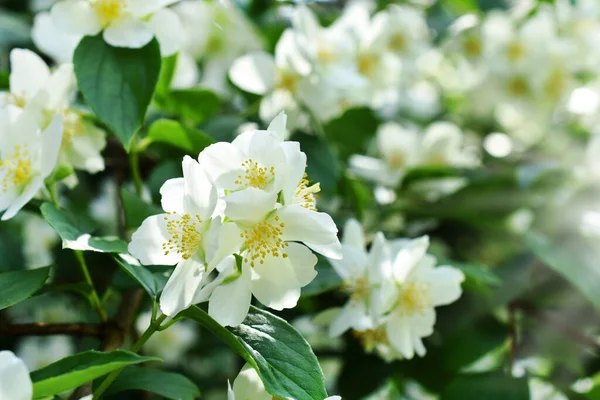 Cespuglio Gelsomino Piena Fioritura Nel Giardino Giugno — Foto Stock