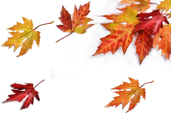 Herfst Achtergrond Met Kleurrijke Esdoorn Bladeren Geïsoleerd Wit — Stockfoto