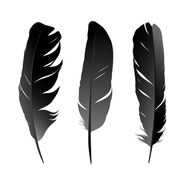 Feather — Stock Vector