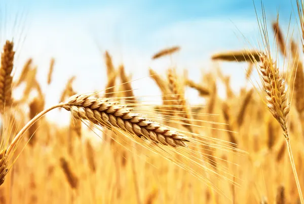 Wheat — Stock Photo, Image