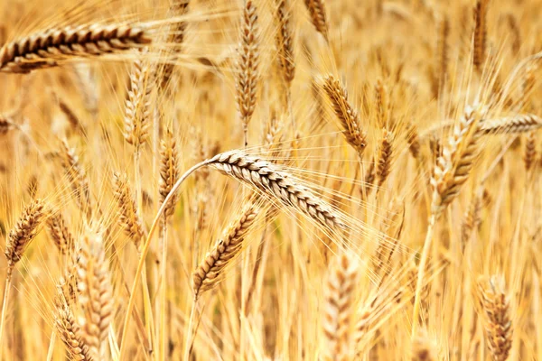 Wheat — Stock Photo, Image