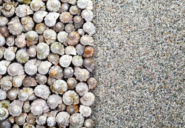 Conchas fundo — Fotografia de Stock