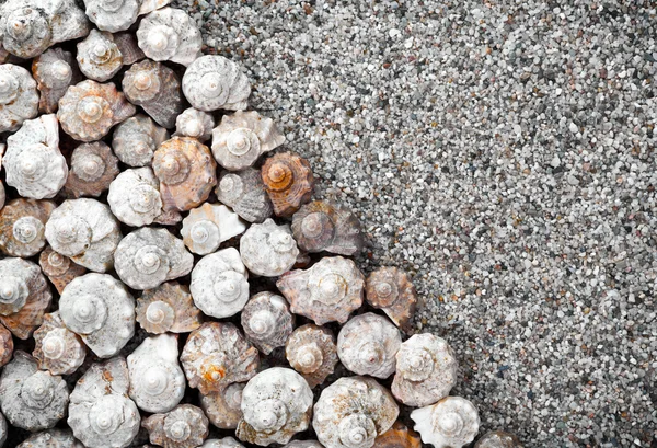 Fondo de conchas — Foto de Stock