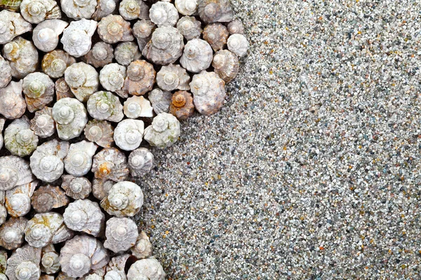 Conchas fundo — Fotografia de Stock