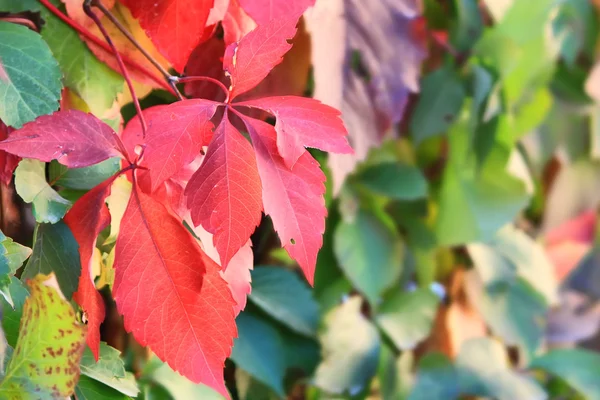 Red leaf — Stock Photo, Image