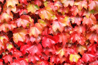 Sonbahar Yaprakları