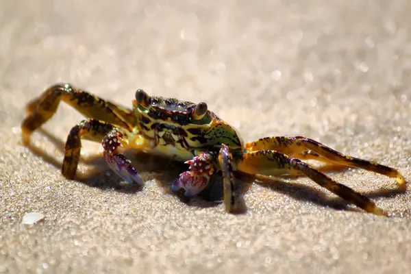 Crab photo — Stock Photo, Image