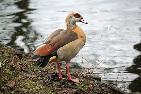 Wild goose — Stockfoto