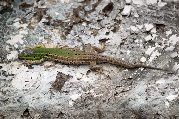 Lizard — Stock Photo, Image