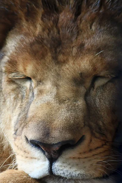 León. — Foto de Stock