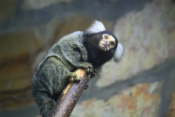 Marmoset — Stock Photo, Image