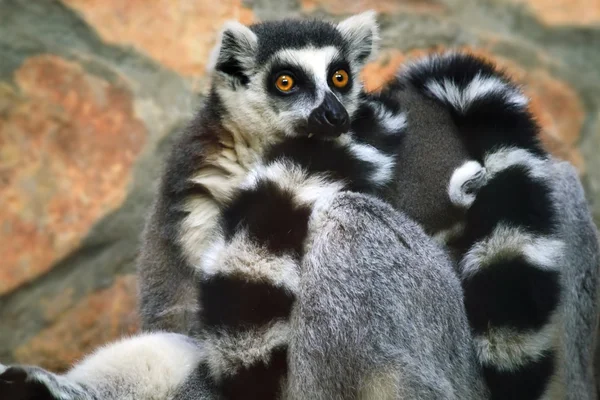 Ring-tailed lemur — Stock Photo, Image