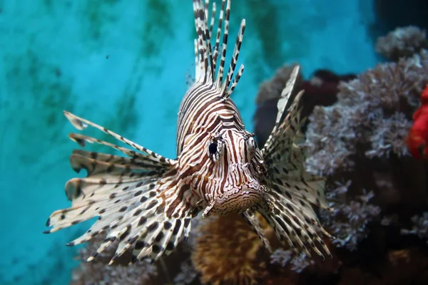 Lionfish (Pterois mombasae) ) — стоковое фото