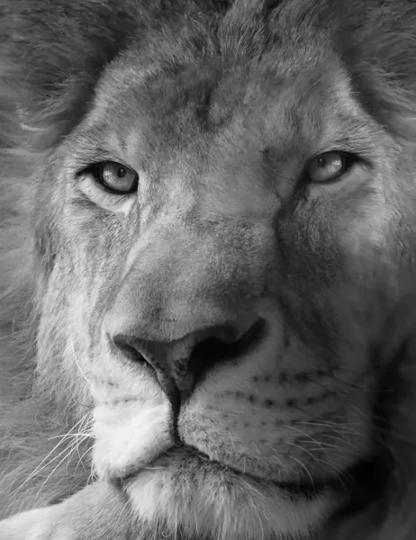 狮子 — 图库照片