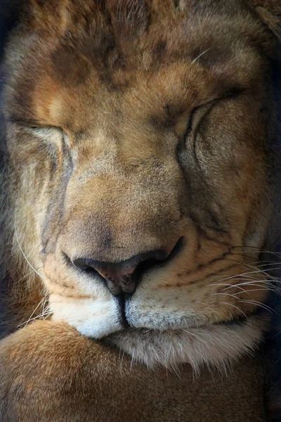 León. — Foto de Stock