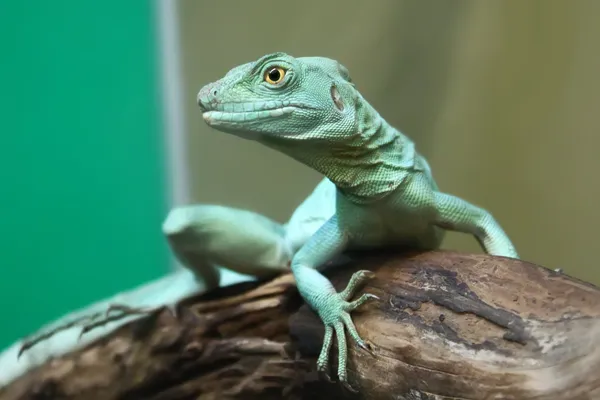 Basiliscus plumifrons — Fotografie, imagine de stoc