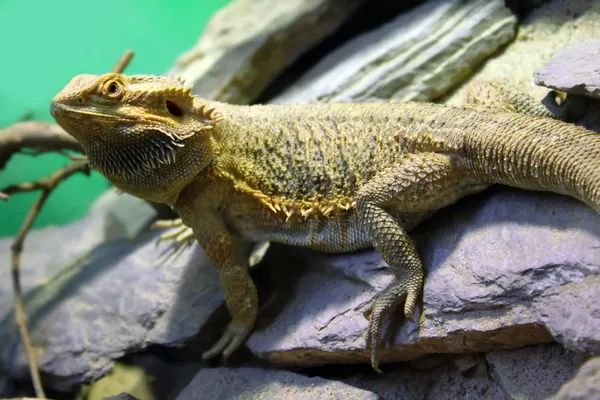 Bearded Dragon — Stock Photo, Image