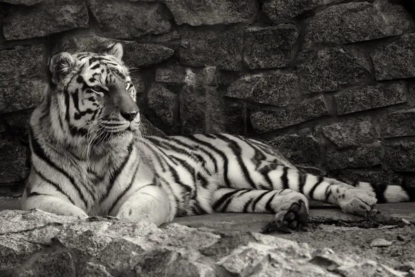 Tigre — Foto de Stock